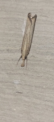 Agriphila vulgivagellus