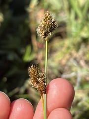 Phleum alpinum