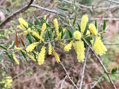 Acacia oxycedrus