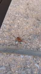 Leiobunum ventricosum