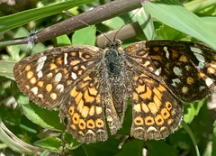 Phyciodes pallescens