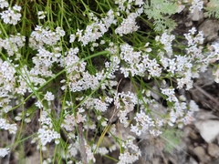 Asperula tephrocarpa