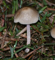 Agaricales