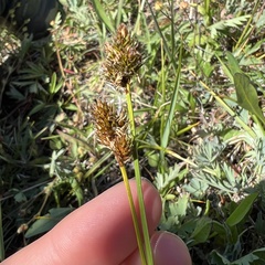 Phleum alpinum