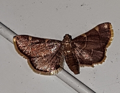 Hypsopygia costalis