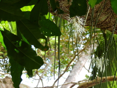 Dendrobium teretifolium