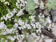 Asperula tephrocarpa