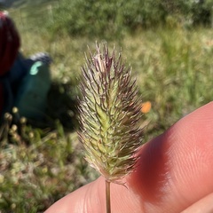 Phleum alpinum