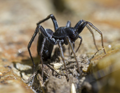 Castianeira descripta