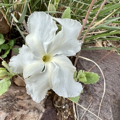 Mandevilla macrosiphon