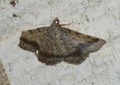 Frederickia s-signata