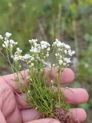 Asperula tephrocarpa