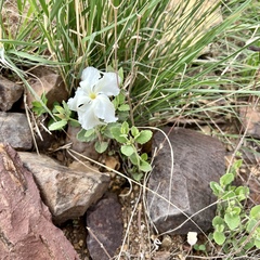 Mandevilla macrosiphon