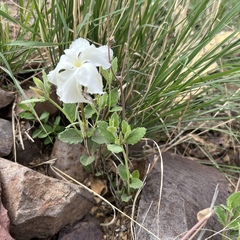Mandevilla macrosiphon