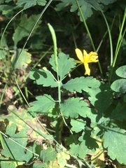 Chelidonium majus