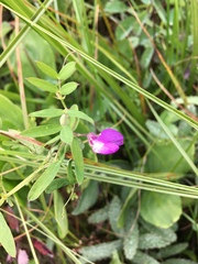 Lathyrus palustris