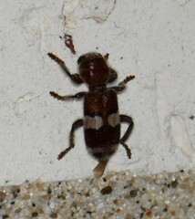 Enoclerus quadrisignatus