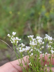 Asperula tephrocarpa