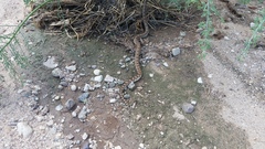 Pituophis catenifer affinis