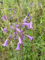 Campanula sibirica