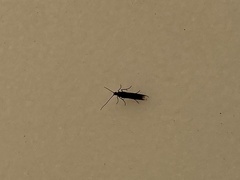 Insecta