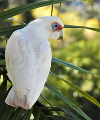 Cacatua tenuirostris