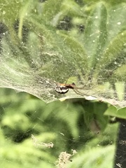 Frontinellina frutetorum