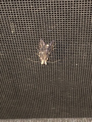 Trichoplusia ni