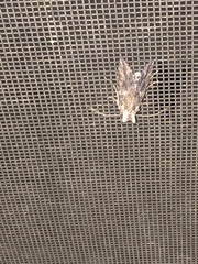 Trichoplusia ni