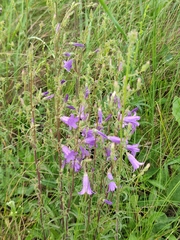 Campanula sibirica