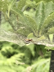 Frontinellina frutetorum