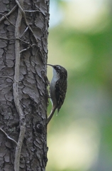 Certhia americana