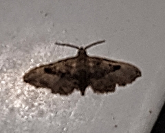 Eupithecia miserulata