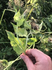 Cirsium oleraceum