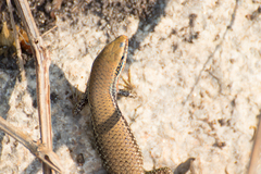 Eutropis macularia