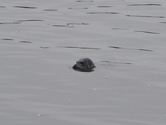 Phoca vitulina richardii