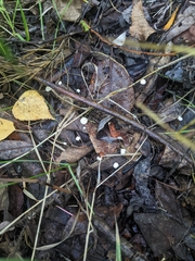 Marasmius epiphyllus