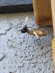 Latrodectus hesperus