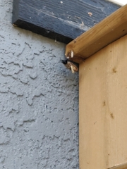 Latrodectus hesperus