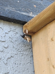 Latrodectus hesperus