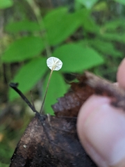 Marasmius epiphyllus
