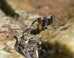 Castianeira descripta