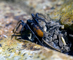 Castianeira descripta