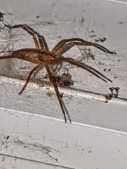 Pisaurina mira