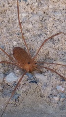 Leiobunum ventricosum