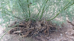 Pituophis catenifer affinis