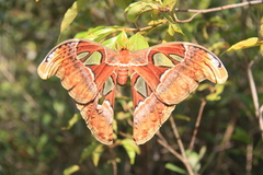 Attacus atlas