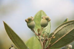 Rhodomyrtus tomentosa