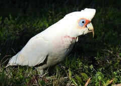 Cacatua tenuirostris