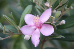 Rhodomyrtus tomentosa